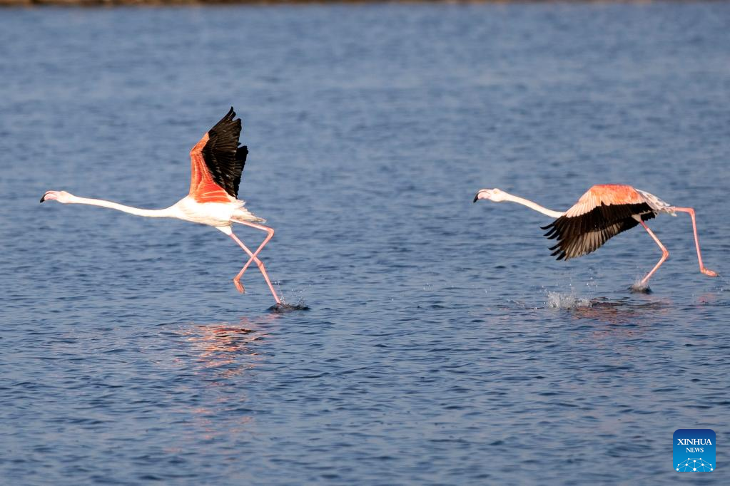 Flamingoes spend warm winter in Port Fouad, Egypt