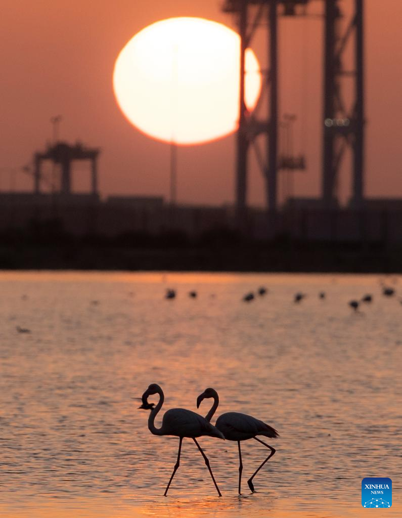 Flamingoes spend warm winter in Port Fouad, Egypt