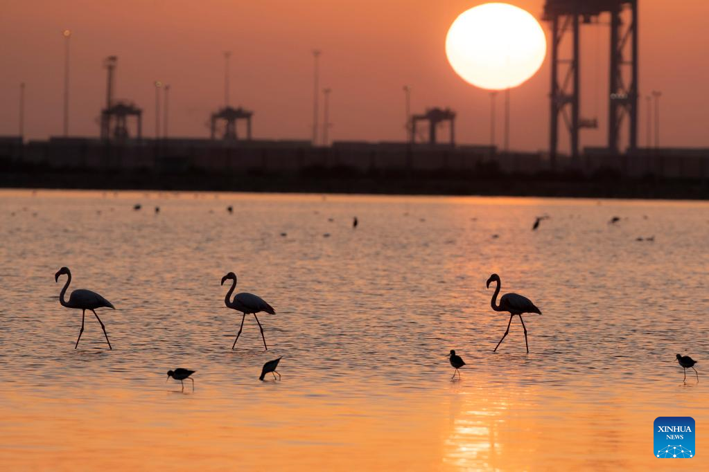 Flamingoes spend warm winter in Port Fouad, Egypt