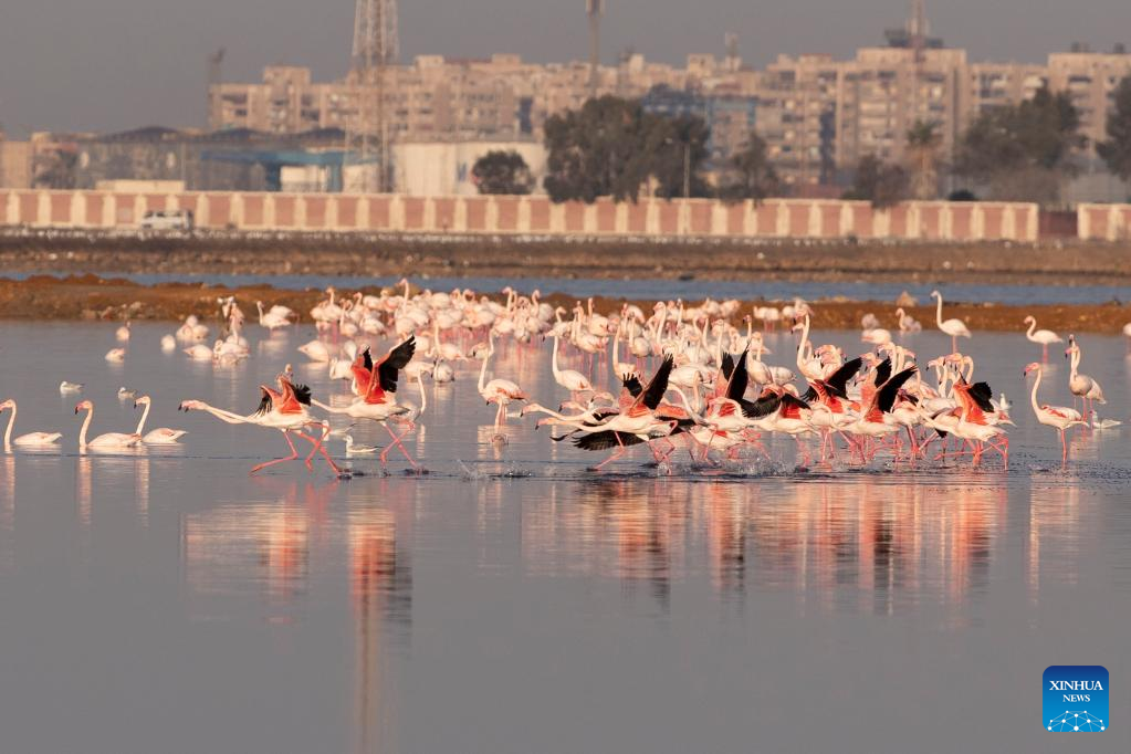 Flamingoes spend warm winter in Port Fouad, Egypt