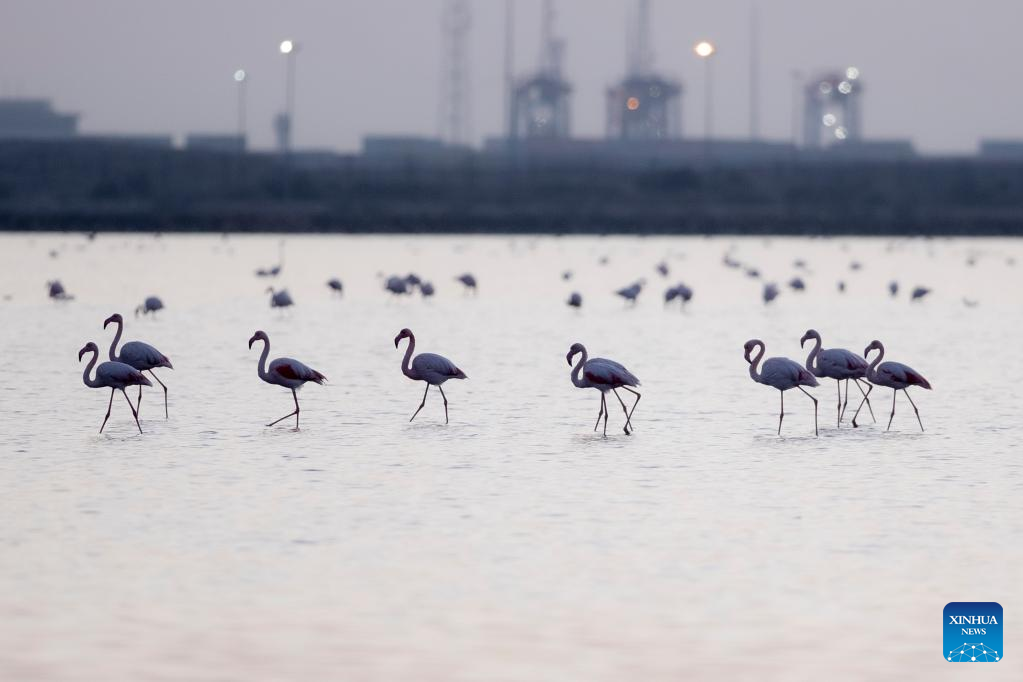 Flamingoes spend warm winter in Port Fouad, Egypt