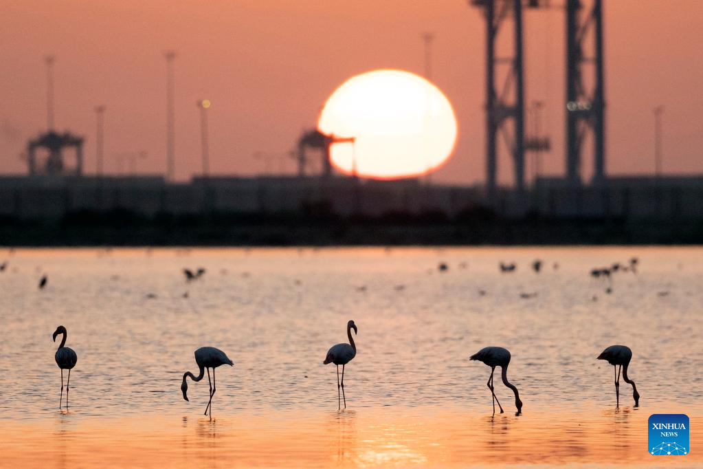 Flamingoes spend warm winter in Port Fouad, Egypt
