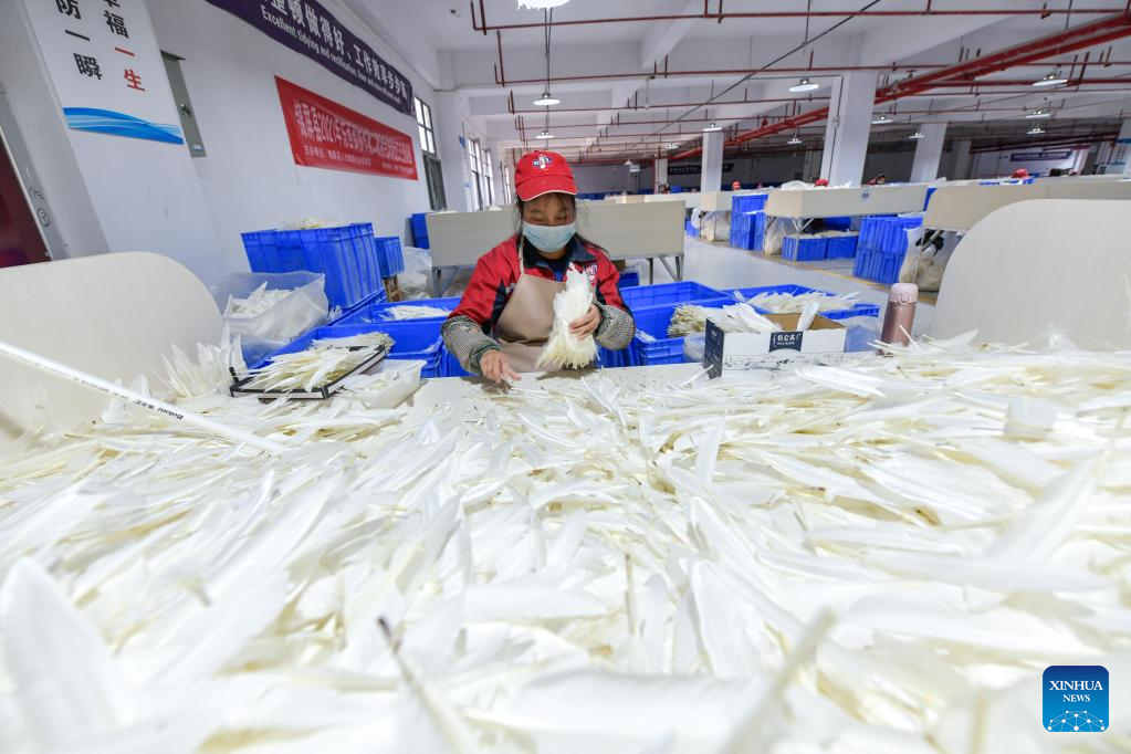 County in SW China's Guizhou promotes goose industry to increase income