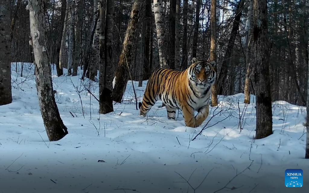 Siberian tiger footprints found in NE China forest