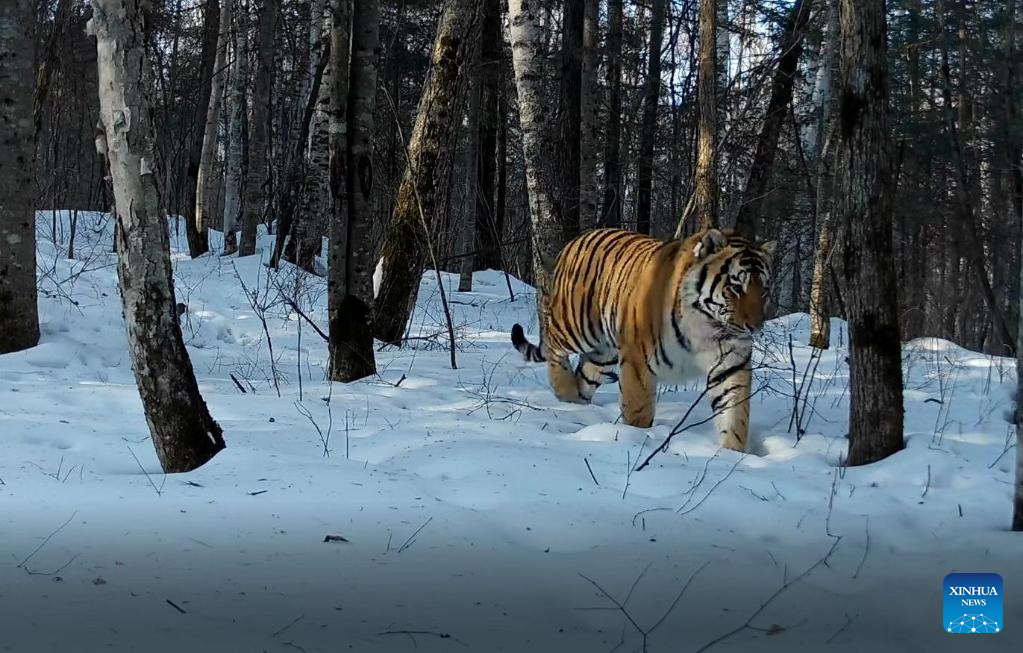 Siberian tiger footprints found in NE China forest