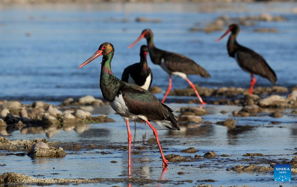 In pics: black storks at Mianman River in north China's Hebei