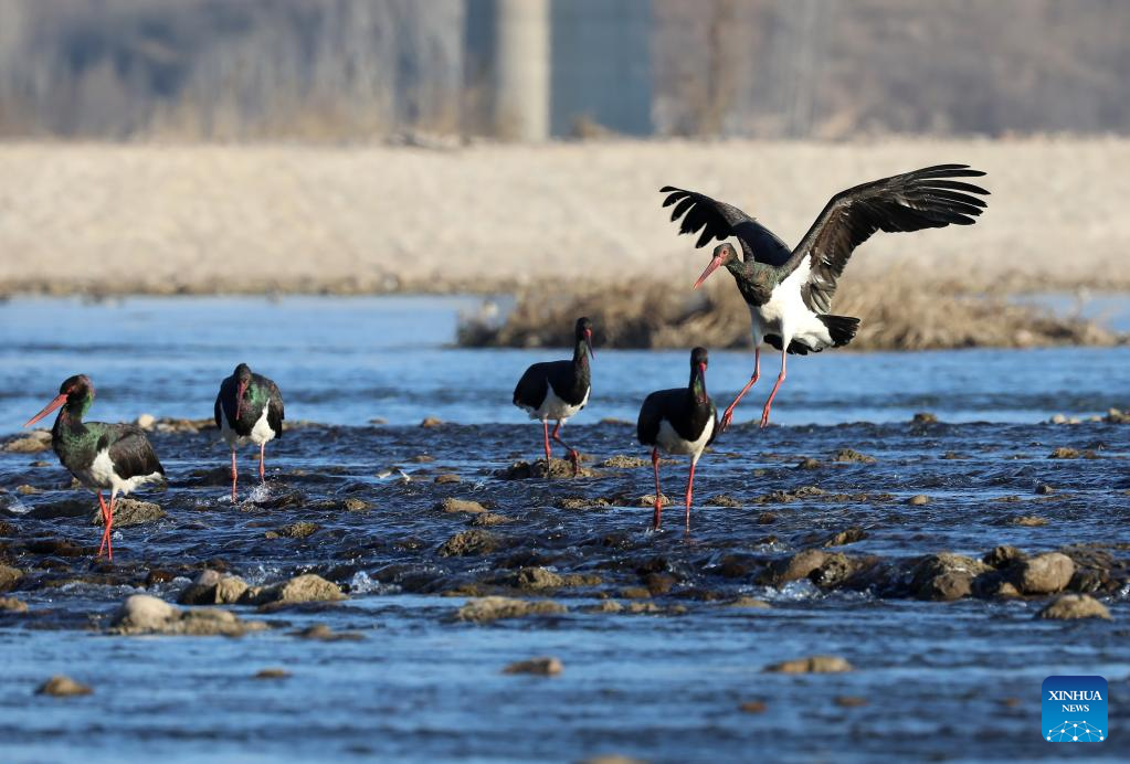 In pics: black storks at Mianman River in north China's Hebei