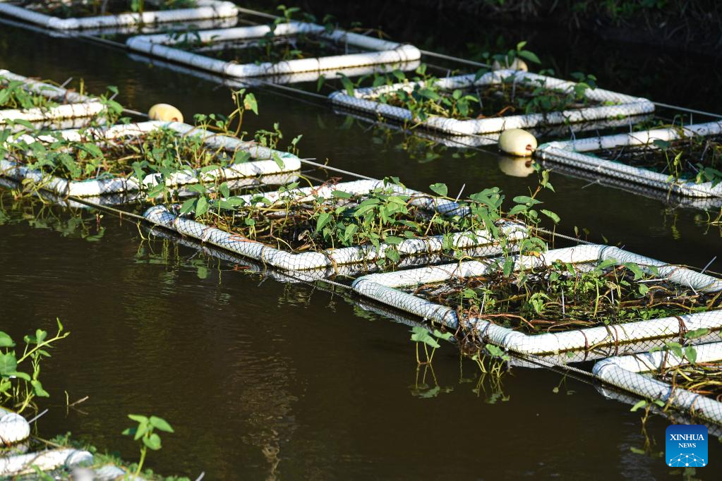 Artificial floating islands installed on tributaries of rivers to help purify water in Wenchang, S China
