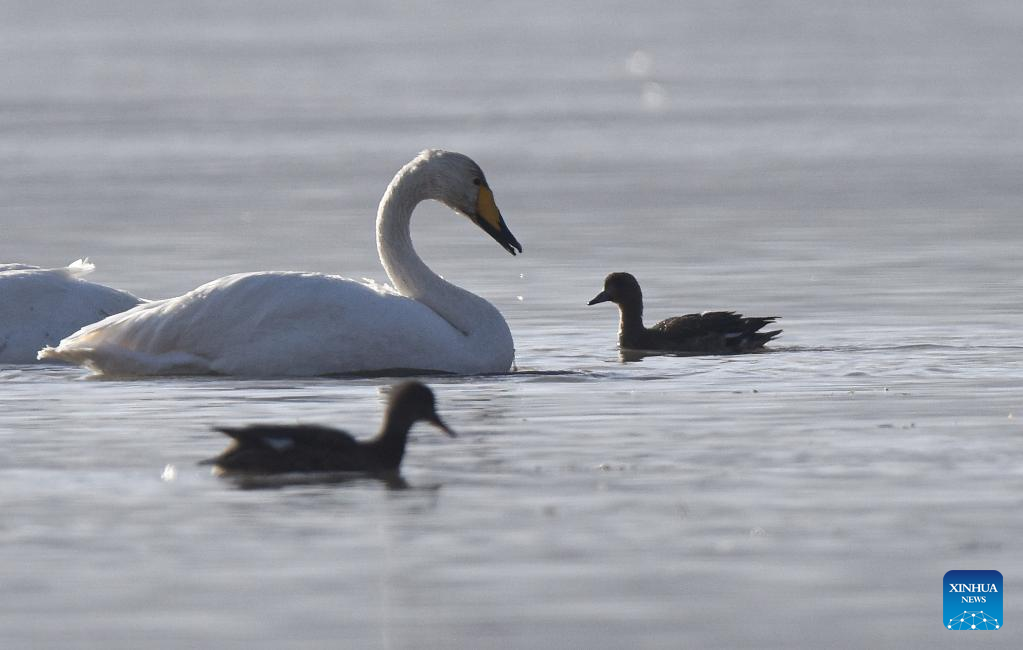 Wintering whooper swans seen at Yellow River in NW China's Qinghai