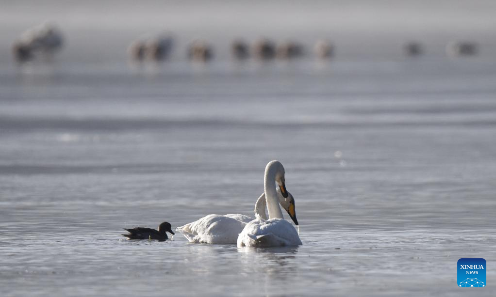 Wintering whooper swans seen at Yellow River in NW China's Qinghai