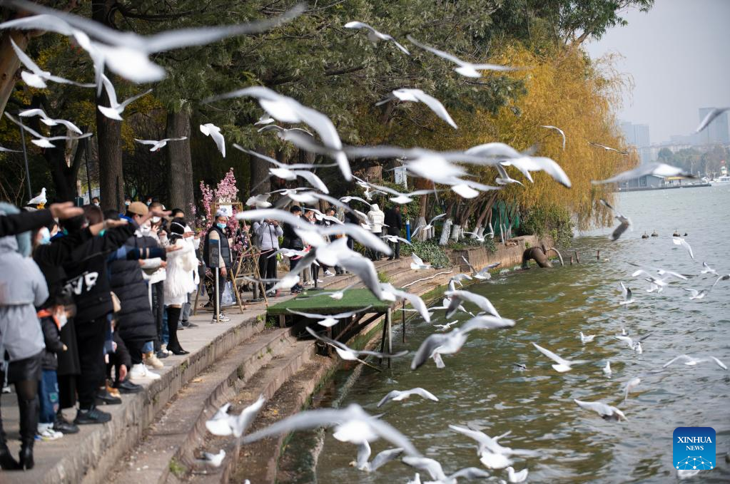 Visitors feed black-headed gulls at Haigeng Park in Kunming