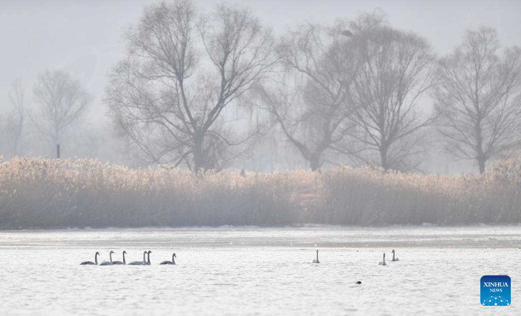 NW China's Lanzhou creates more improved habitats for migratory birds
