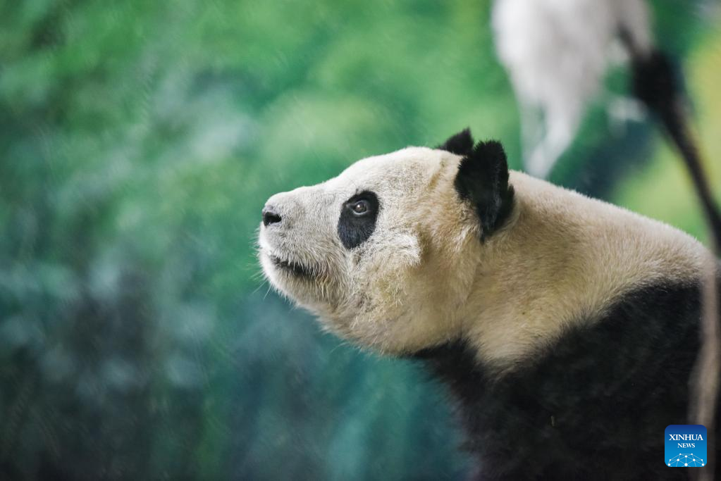 Giant panda seen in Xining, NW China's Qinghai