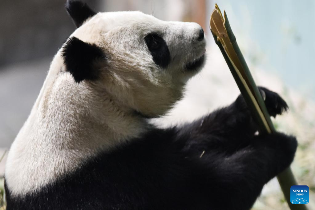 Giant panda seen in Xining, NW China's Qinghai