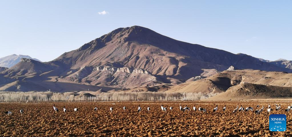 Migratory birds seen in Lhasa, Tibet