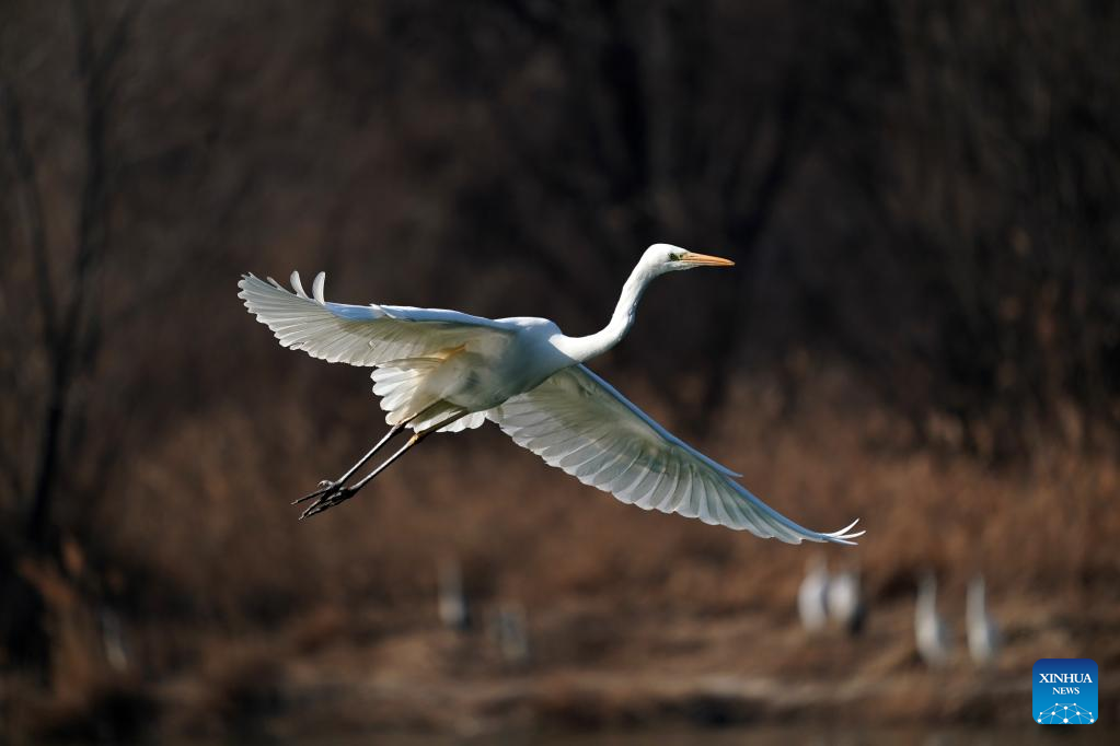 More migratory birds come to Fenhe River to inhabit with continuous ecological efforts