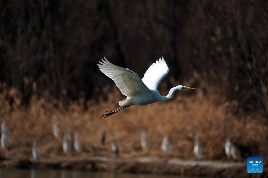More migratory birds come to Fenhe River to inhabit with continuous ecological efforts