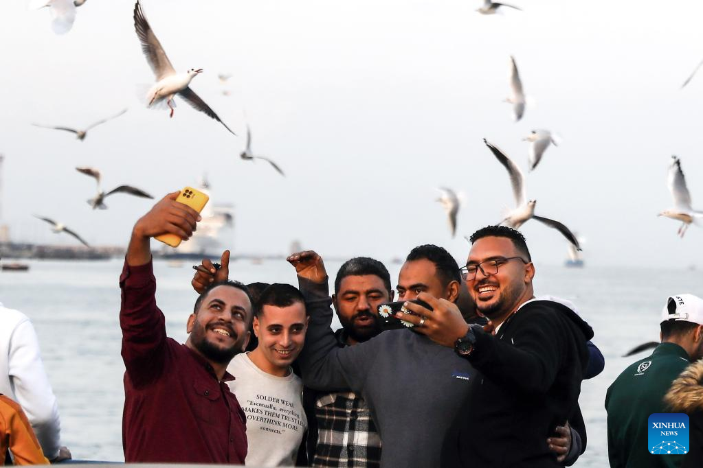Gulls seen in Port Said, Egypt