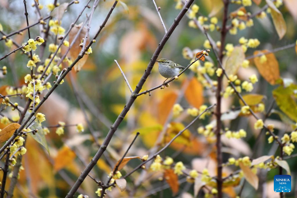 Wintersweet flowers pictured during solar term Xiaohan
