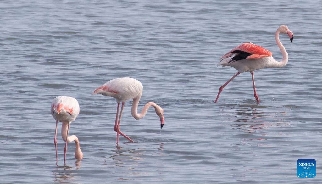 Flamingos seen in Larnaca Salt Lake, Cyprus