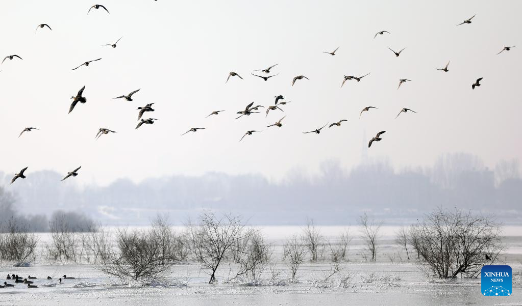 In pics: migratory birds at Hunhe River in Shenyang, NE China
