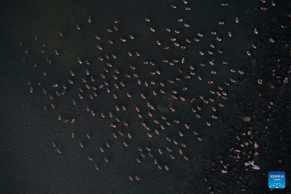 In pics: migratory birds at Hunhe River in Shenyang, NE China