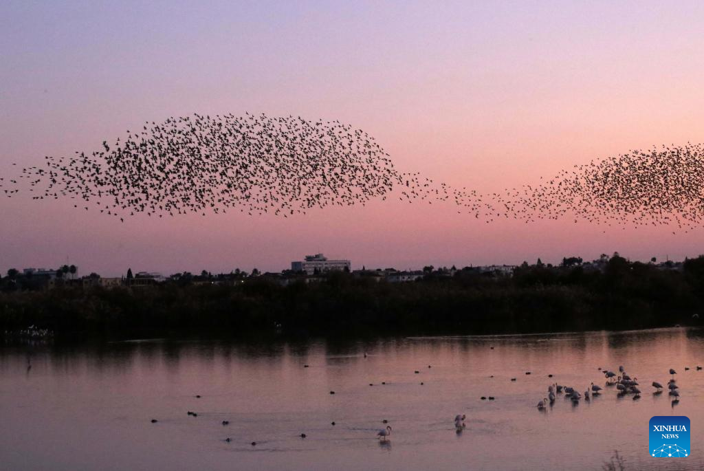 European starlings fly near Larnaca, Cyprus