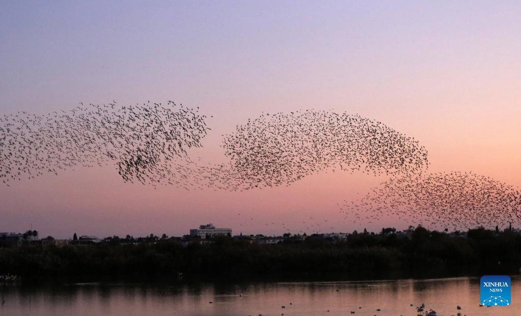 European starlings fly near Larnaca, Cyprus