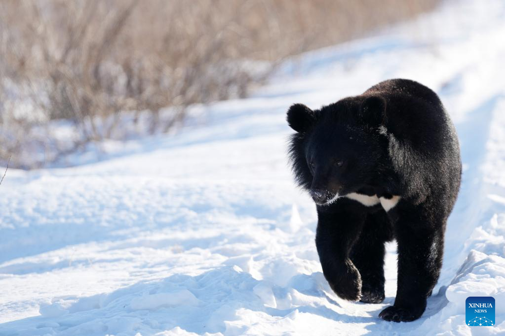 Black bears seen in Fuyuan, NE China