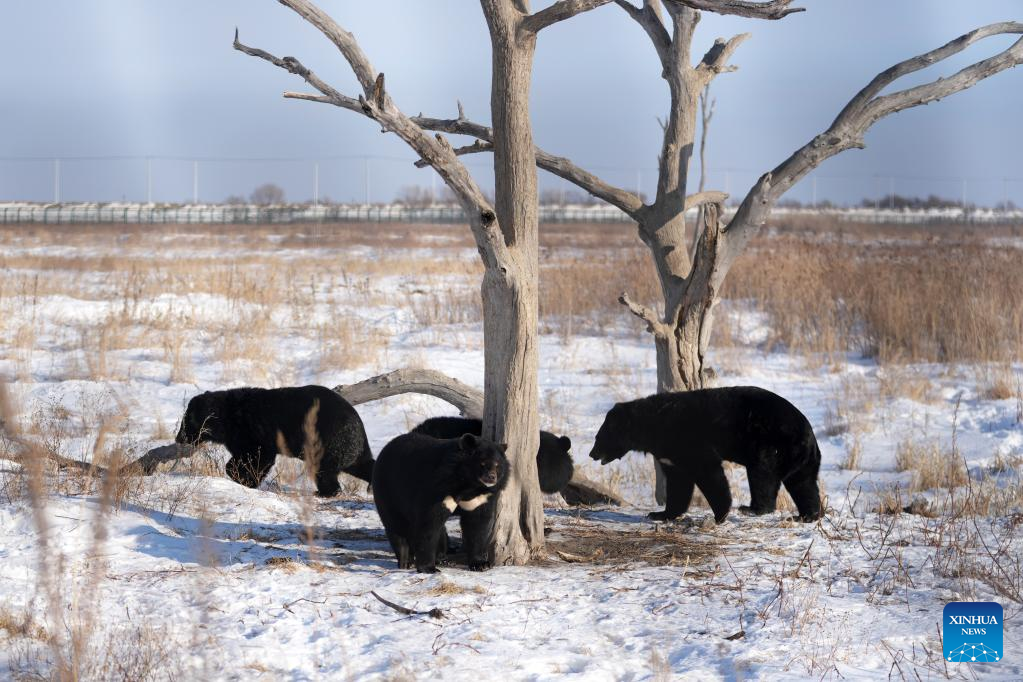 Black bears seen in Fuyuan, NE China