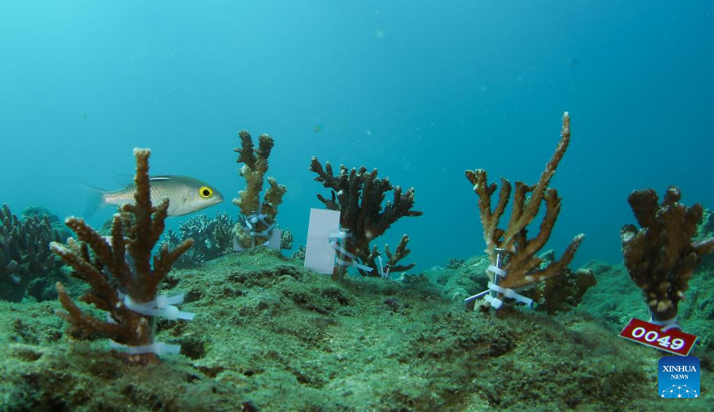 Coral reef ecosystem restoration project completed in Sanya, S China