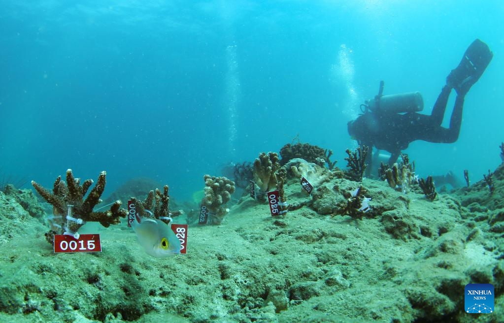 Coral reef ecosystem restoration project completed in Sanya, S China