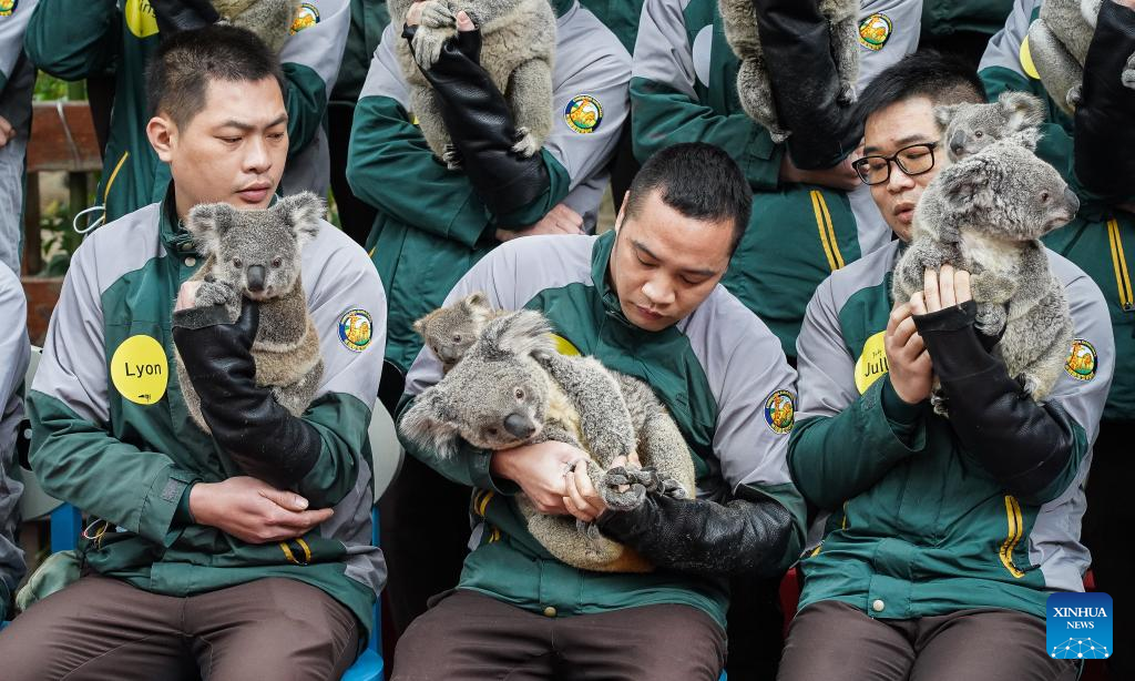 66 koalas from one family in seven generations make public appearance in Guangzhou