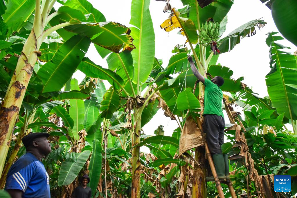 Plantains harvested in Cameroon