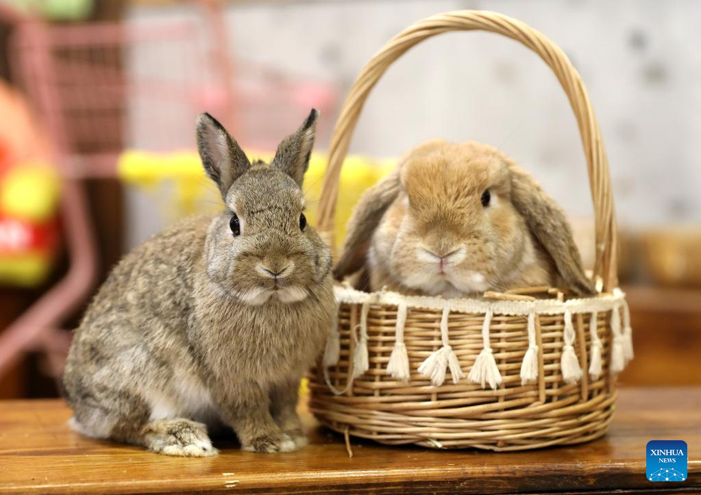 Rabbit cafe gains popularity in Shenyang, Liaoning