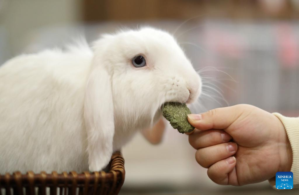 Rabbit cafe gains popularity in Shenyang, Liaoning