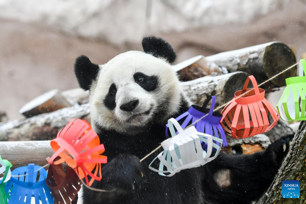 Moscow Zoo prepares food and festive decorations for giant pandas to celebrate Chinese Lunar New Year
