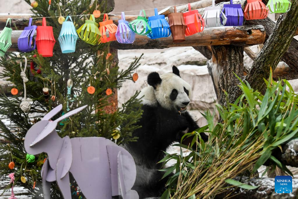 Moscow Zoo prepares food and festive decorations for giant pandas to celebrate Chinese Lunar New Year