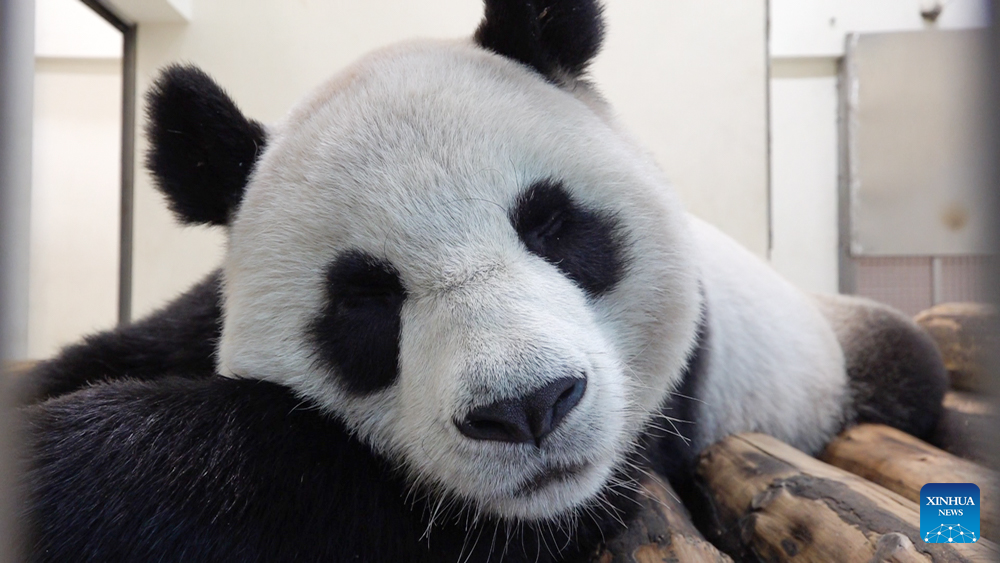 Giant panda 'Yuanbao' in Taipei Zoo