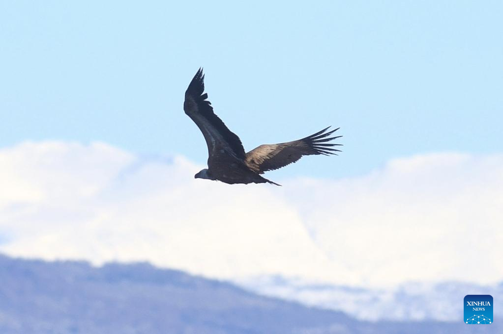 Griffon vulture released into wild after treatment and rehabilitation in Croatia
