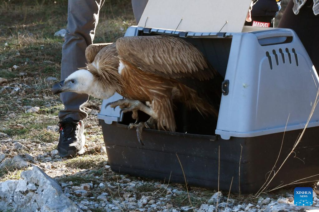 Griffon vulture released into wild after treatment and rehabilitation in Croatia