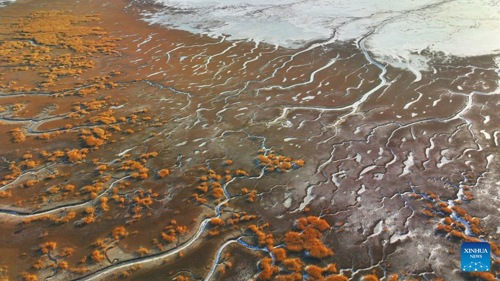 View of frozen tidal creeks in wetland of Liaohe River estuary in NE China