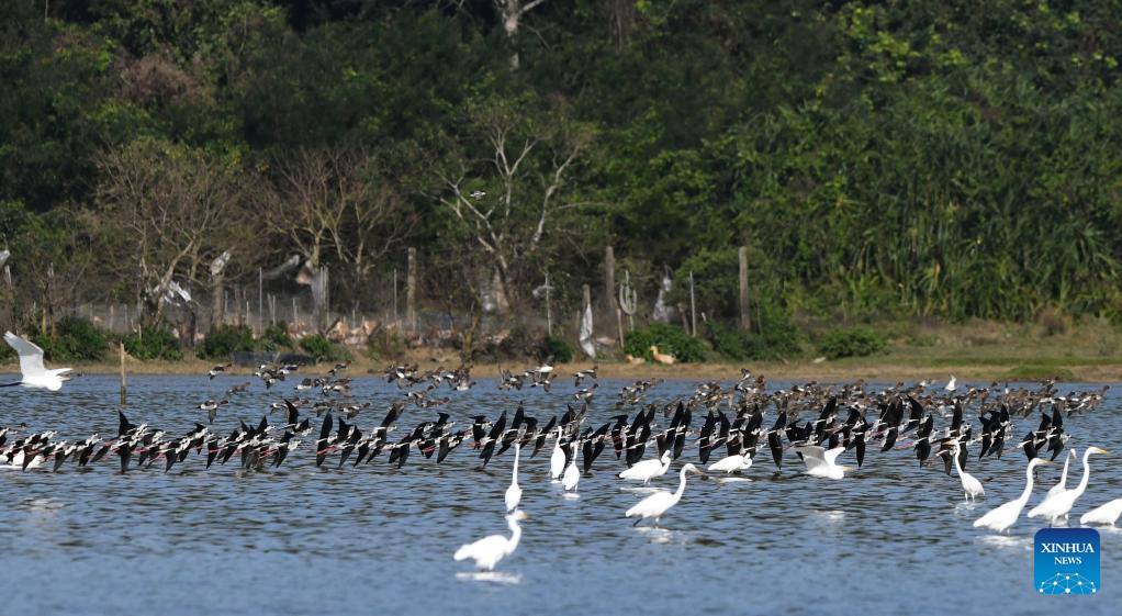 Water birds seen in south China's Hainan
