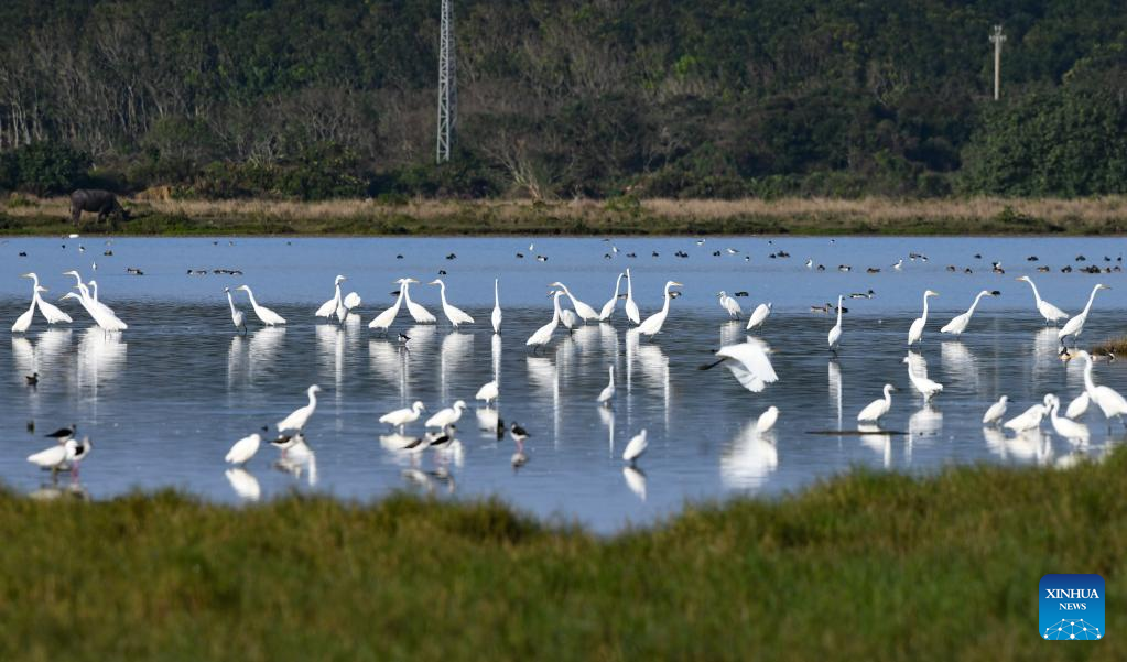 Water birds seen in south China's Hainan
