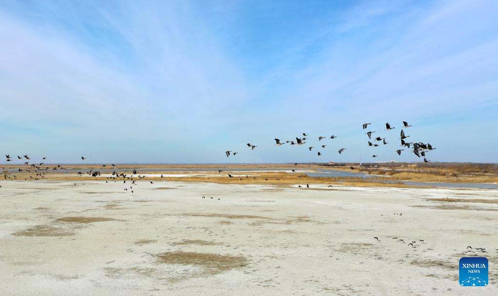 View of Beidagang Wetland in north China's Tianjin