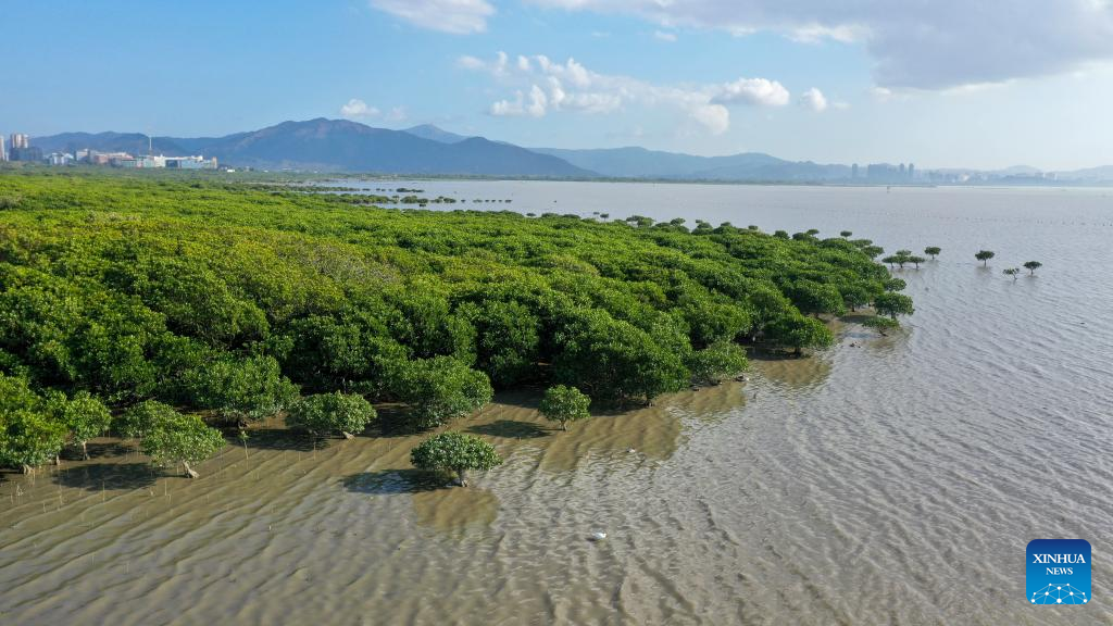 Shenzhen strives to build itself into international wetland city