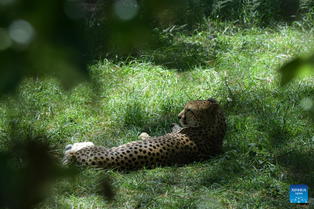 In pics: wild animals in Kenya