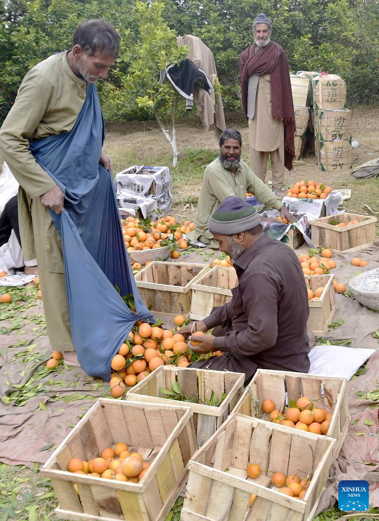 Oranges harvested at orchard of Pakistan