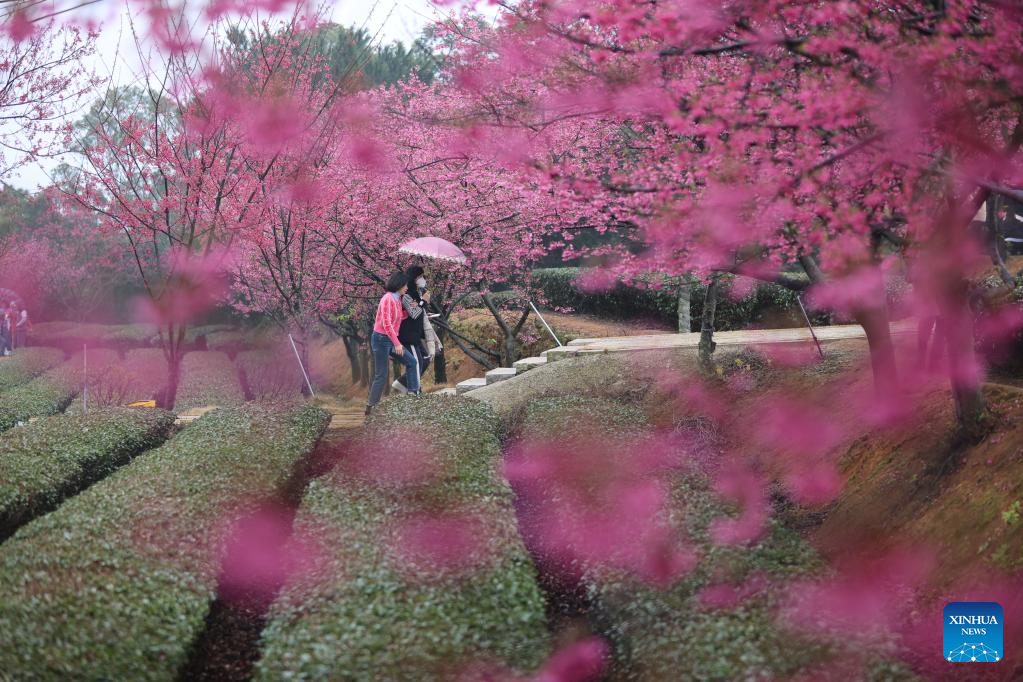 Scenery of cherry blossoms in Xiamen