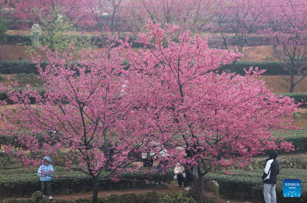 Scenery of cherry blossoms in Xiamen